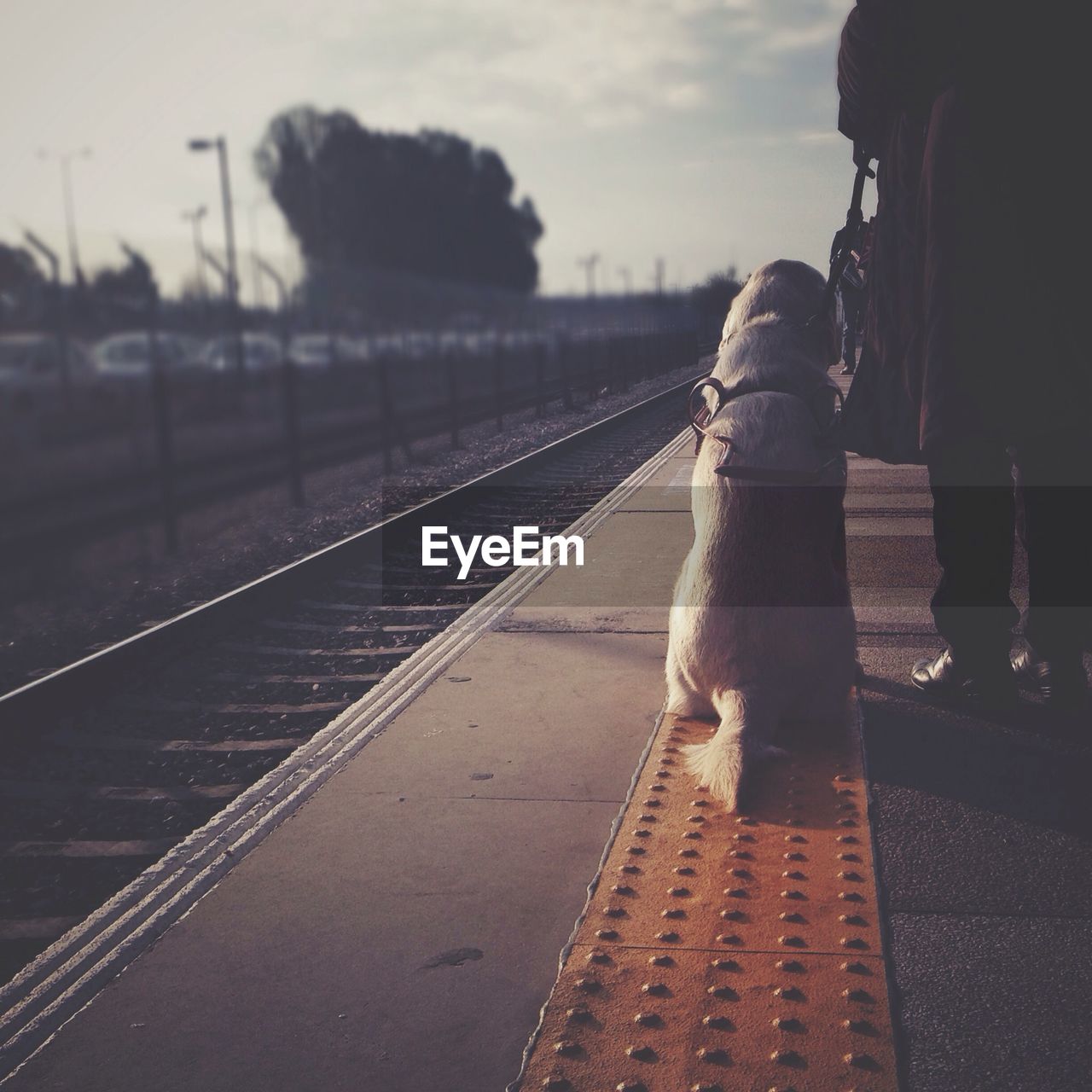 Low section of man with his dog waiting for train