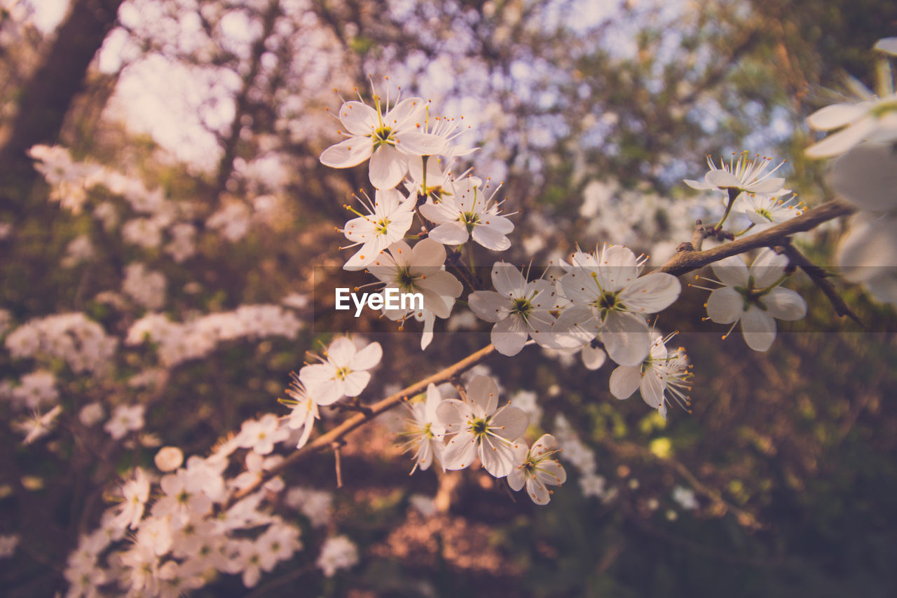 Close-up of cherry blossoms in spring