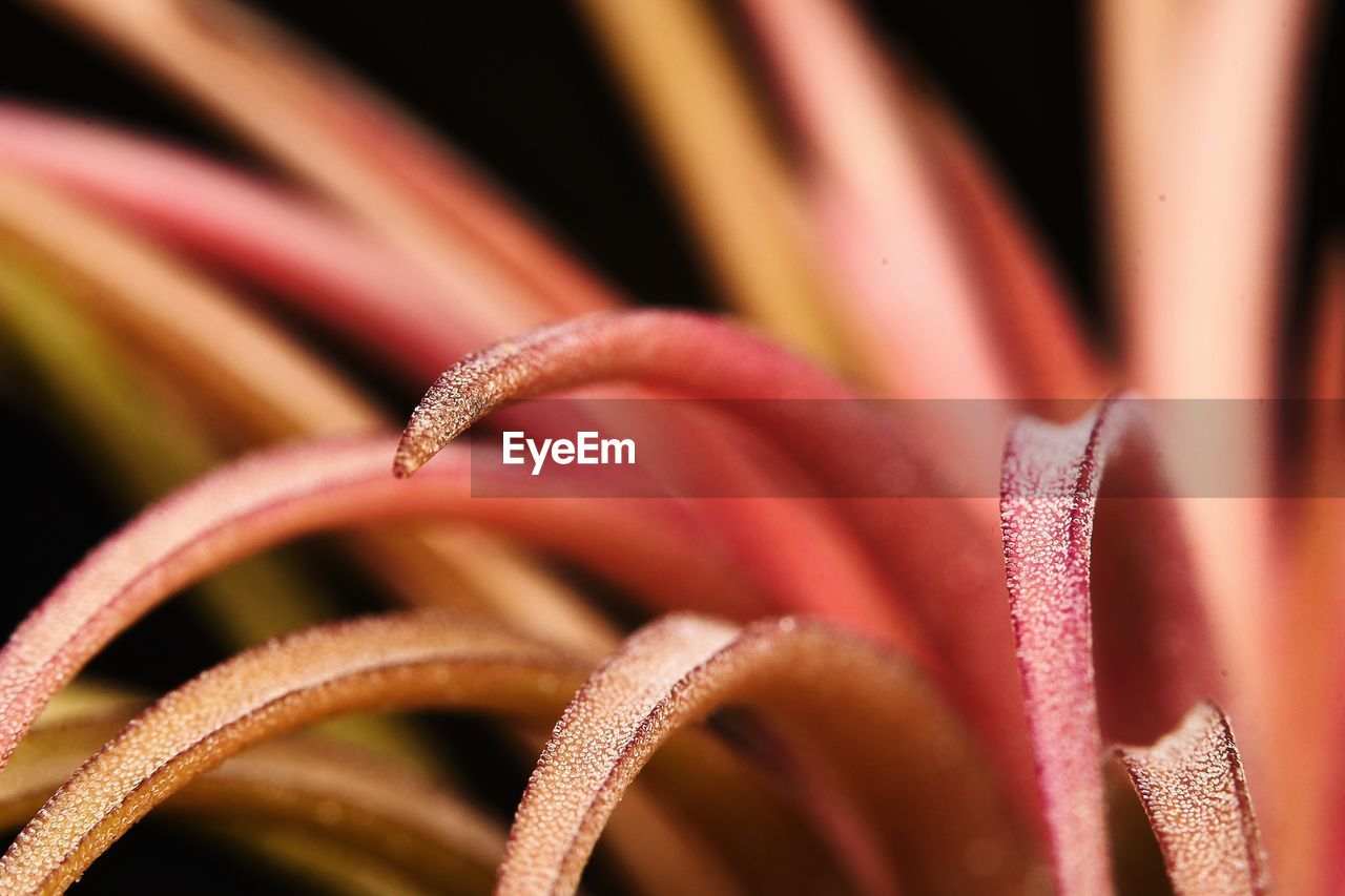 CLOSE-UP OF PINK FLOWERING PLANTS