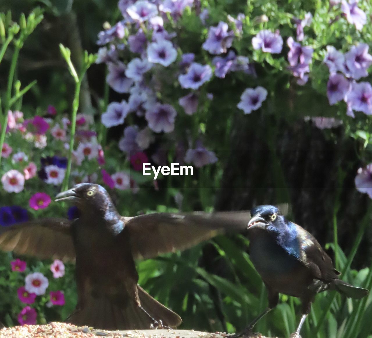 CLOSE-UP OF BIRDS FLYING