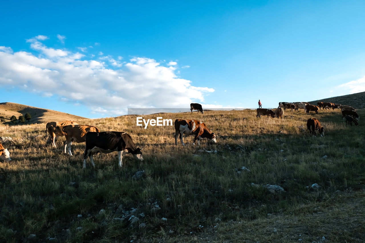 Cows grazing on field against sky