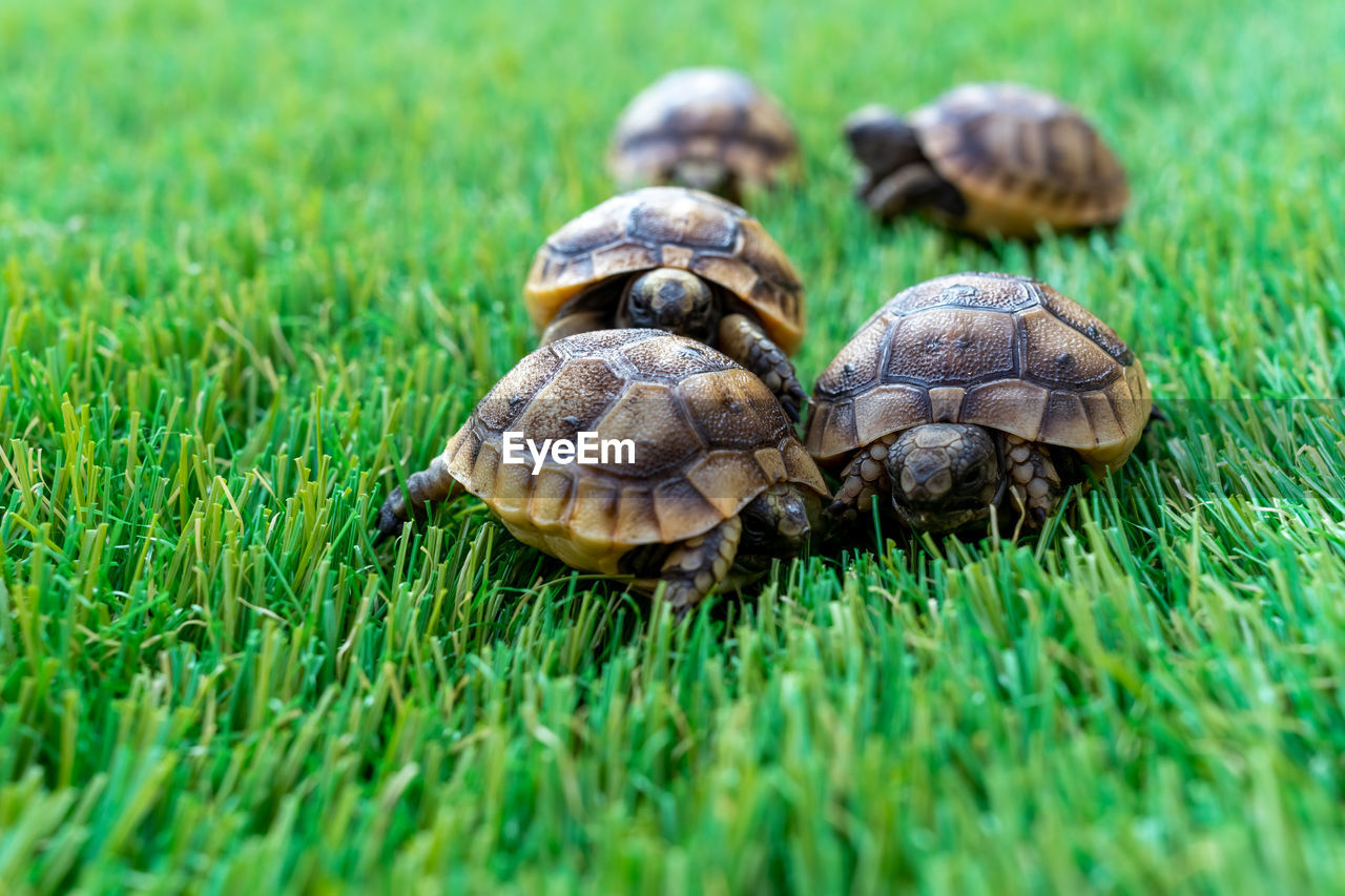 Close-up of five young hermann turtles on a synthetic grass - macro, selective focus, space for text