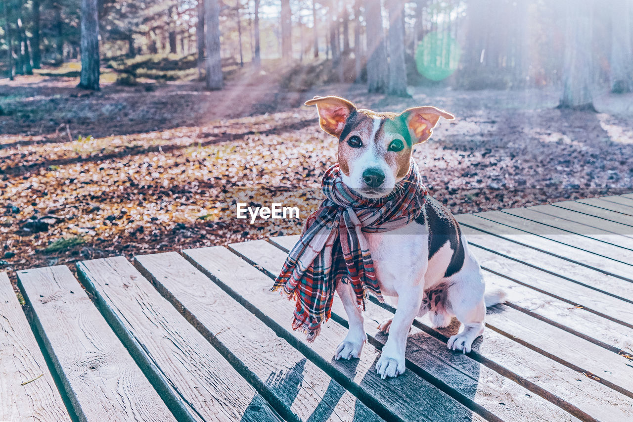 Dog wearing in scarf sitting on wooden boardwalk, looking at camera. care of dog health