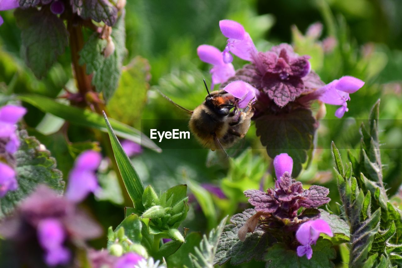 HONEY BEE POLLINATING ON PURPLE FLOWERING