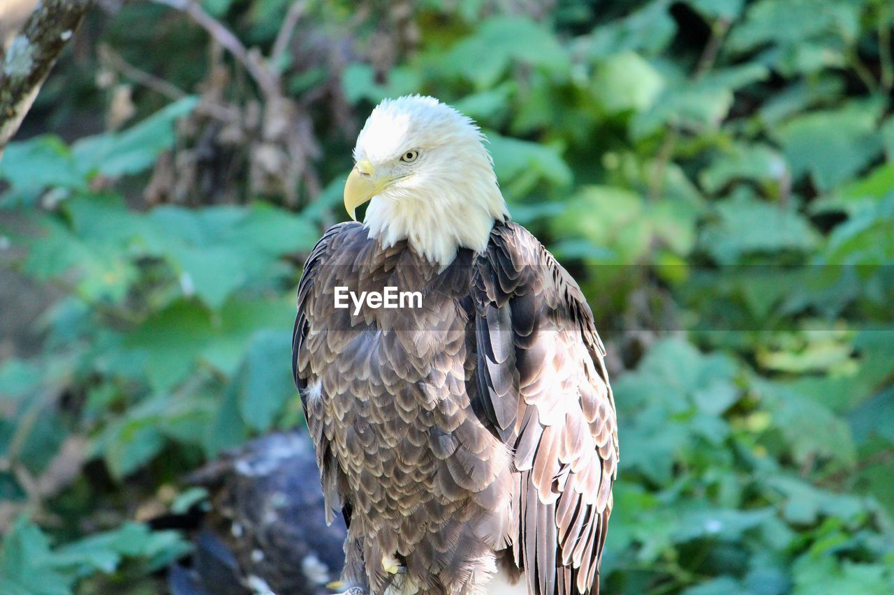 CLOSE-UP OF A BIRD