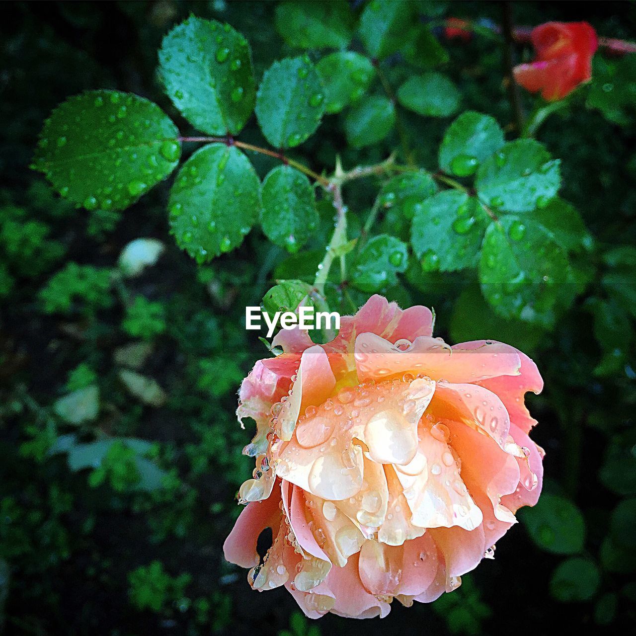 CLOSE-UP OF FLOWER BLOOMING IN WATER