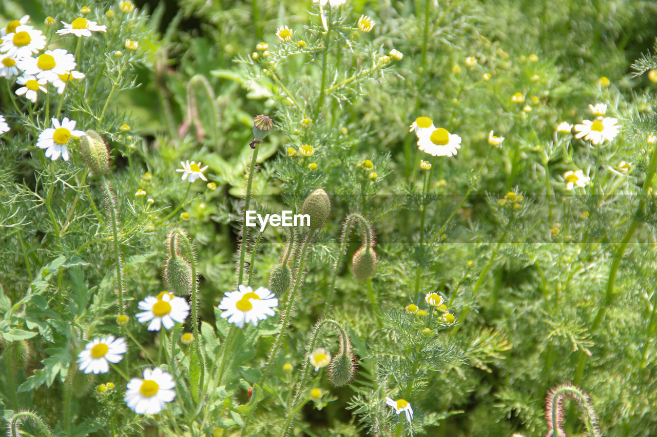 CLOSE-UP OF FLOWERING PLANT ON FIELD