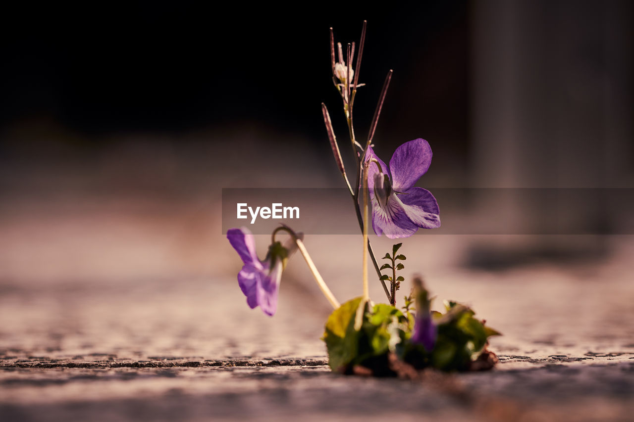 Close-up of purple flowering plant