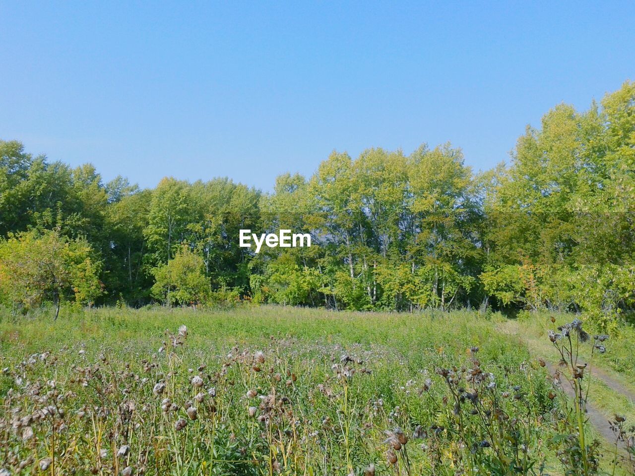 SCENIC VIEW OF FIELD AGAINST CLEAR SKY