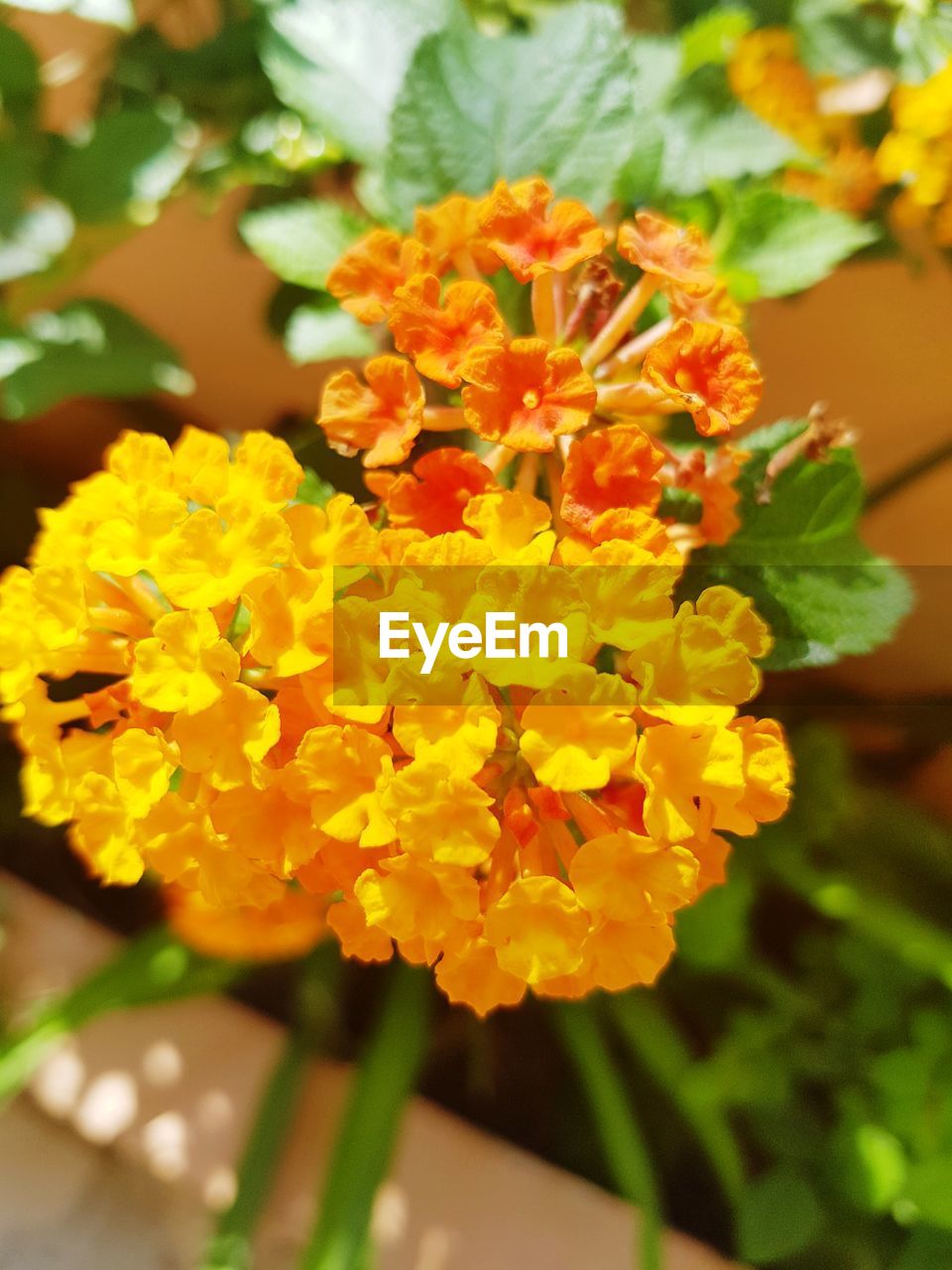 CLOSE-UP OF MARIGOLD FLOWERS