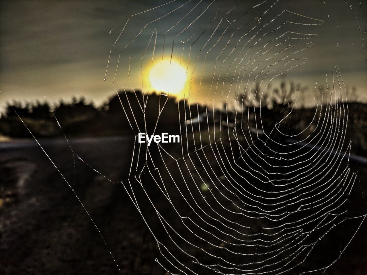 Close-up of spider web