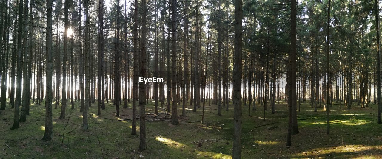 SCENIC VIEW OF TREES IN FOREST