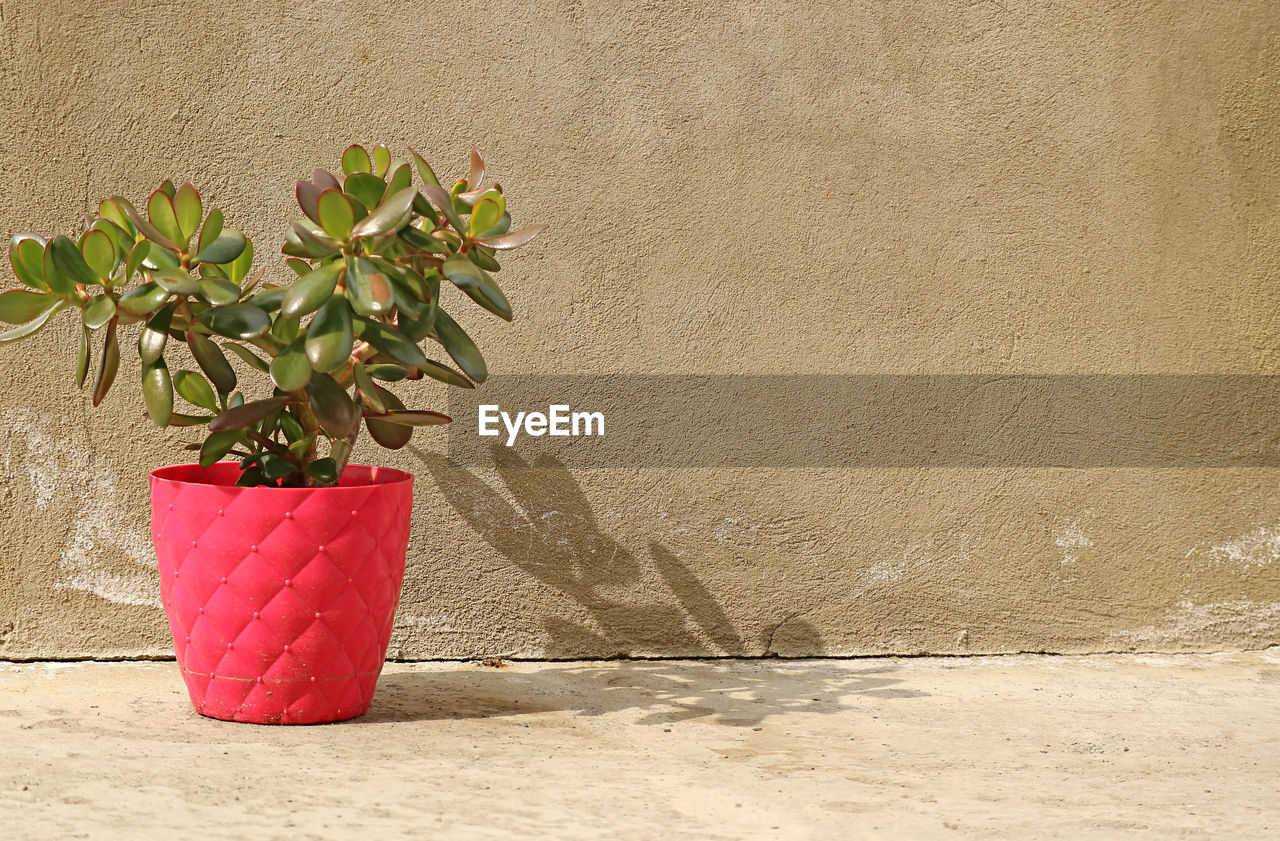 Potted crassula ovata succulent plant in the sunlight