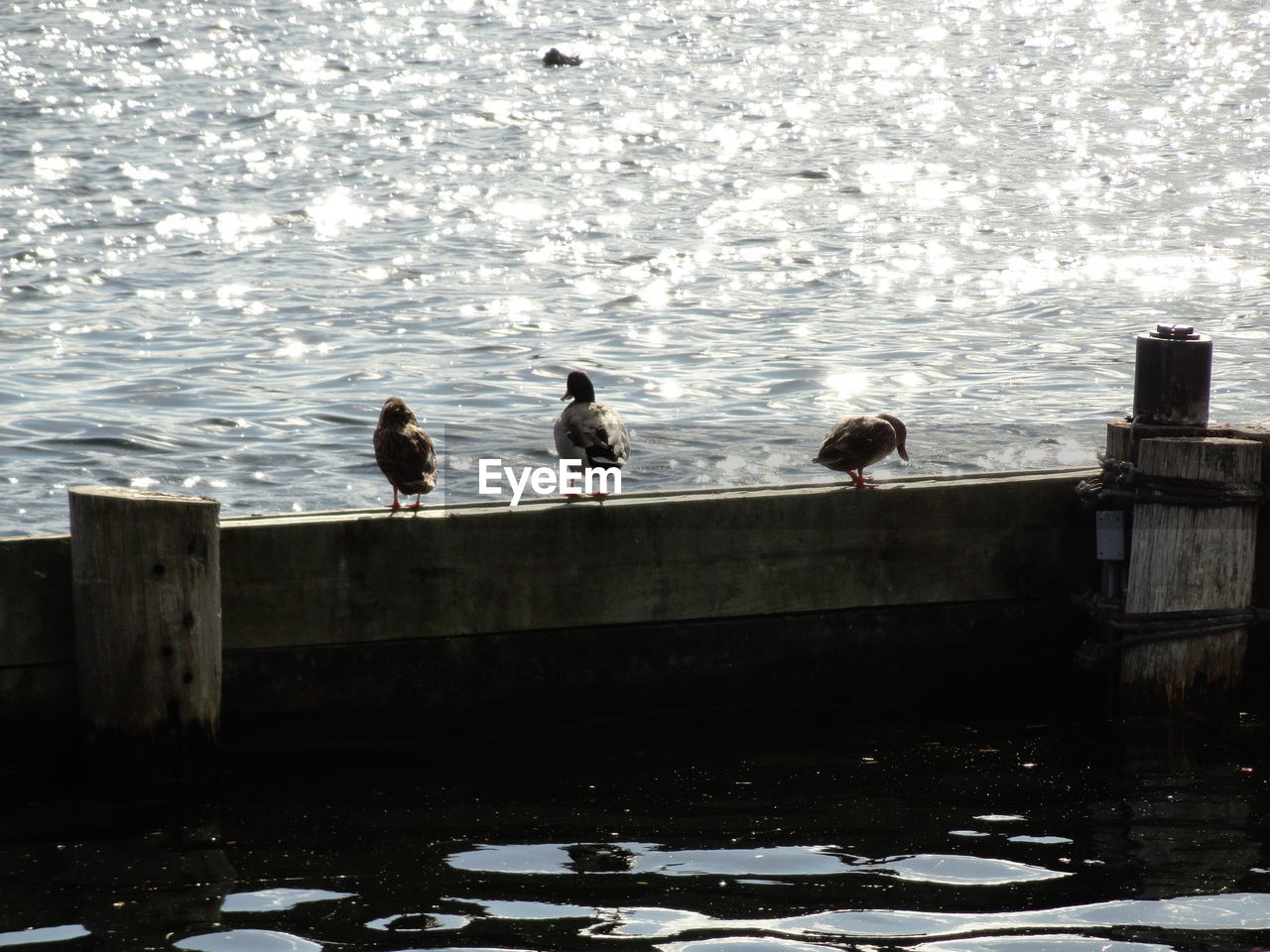 BIRDS PERCHING ON PIER