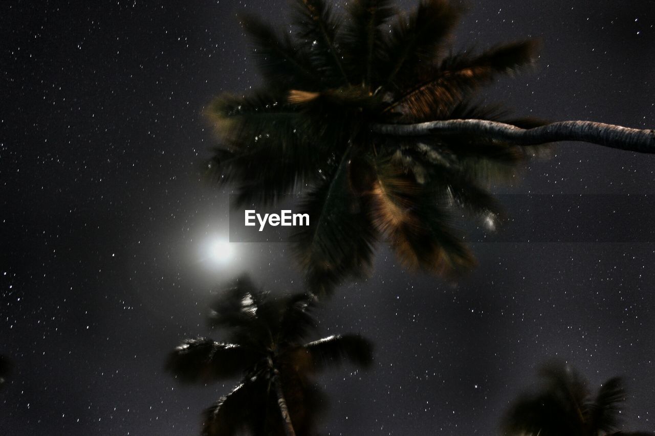 Directly below shot of coconut palm trees against star field at night