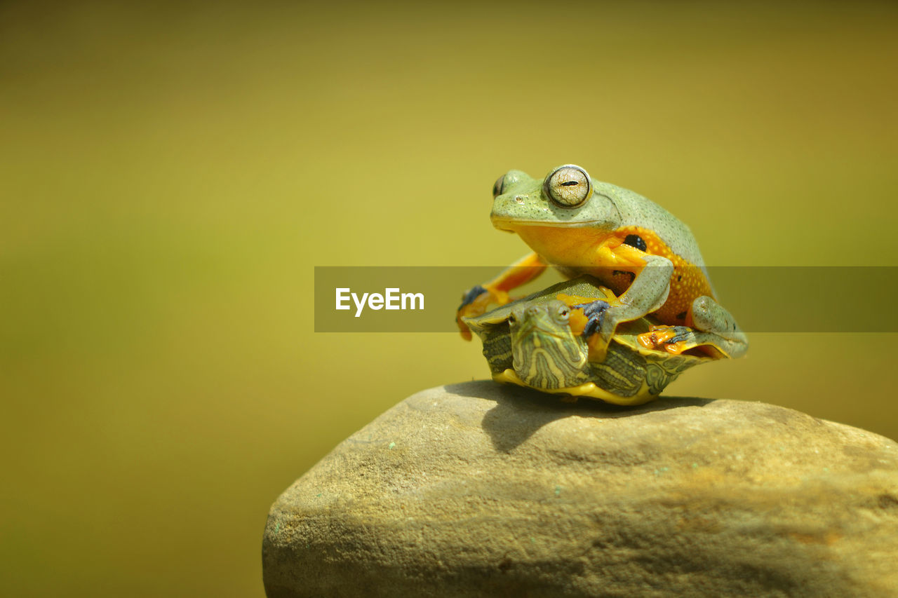 CLOSE-UP OF A FROG