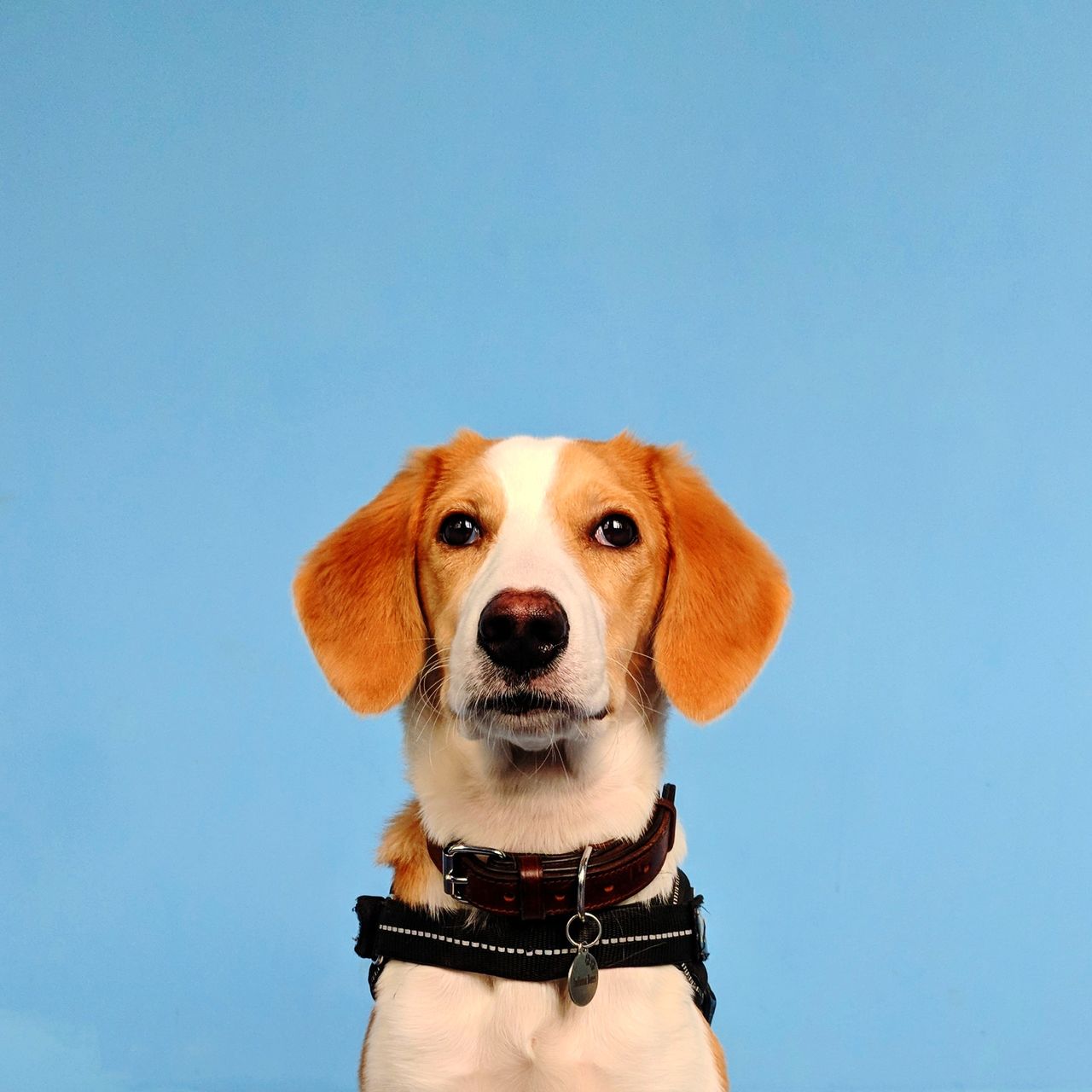 Close-up portrait of dog against clear sky