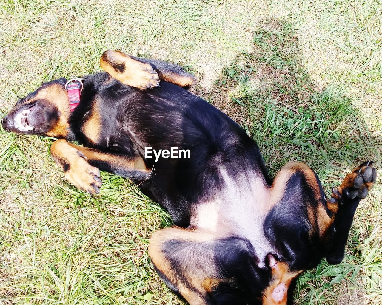 High angle view of playful beauceron on grassy field