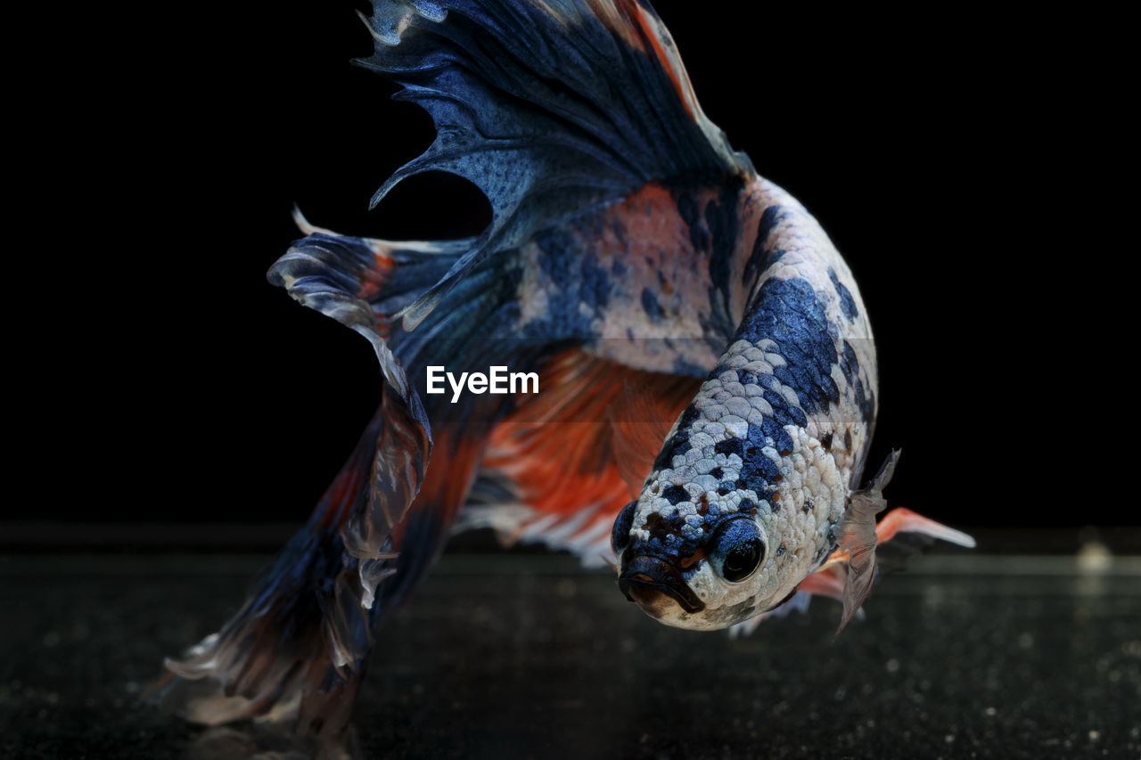 Siamese fighting fish colorful fish on a black background, halfmoon betta.