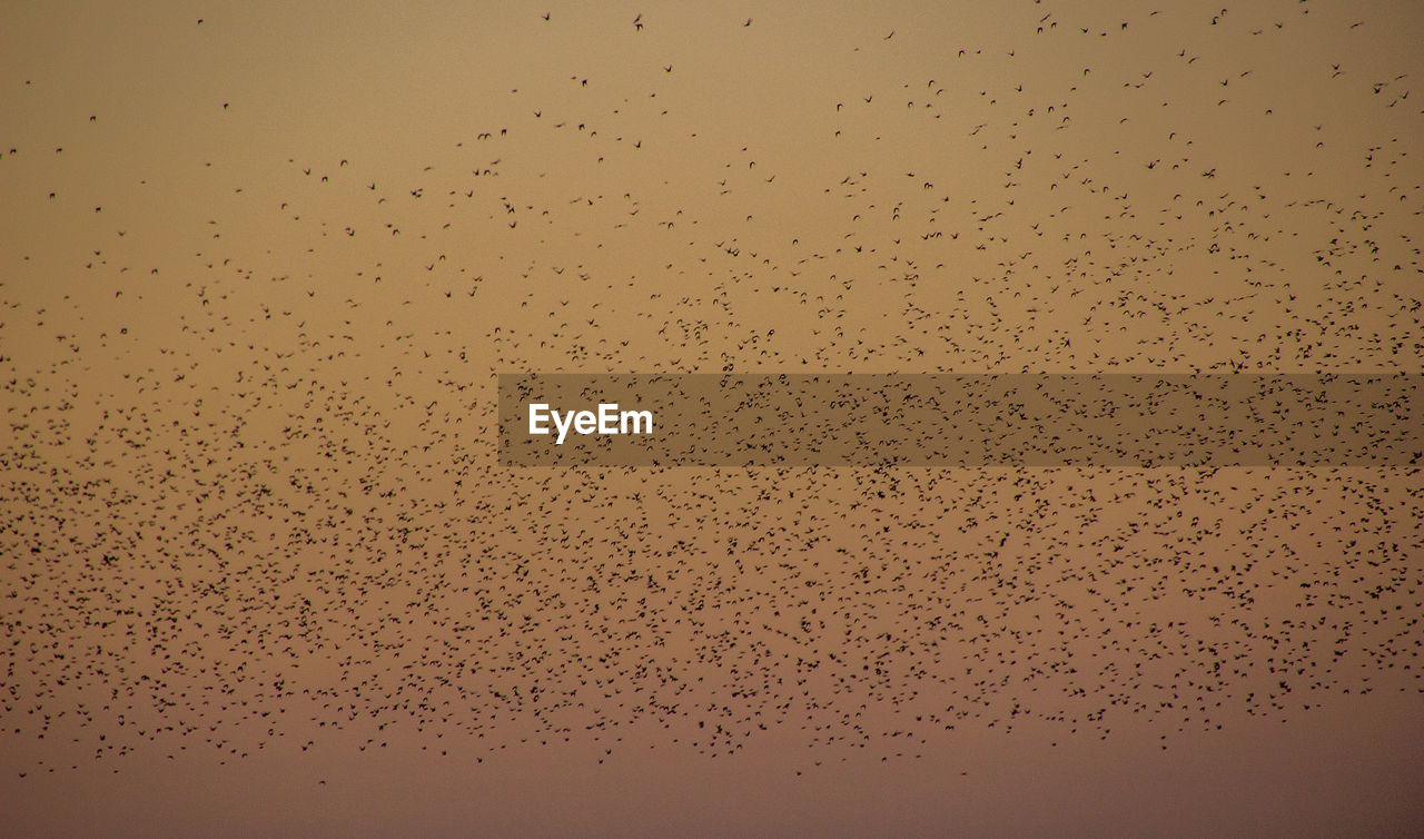 Low angle view of birds flying