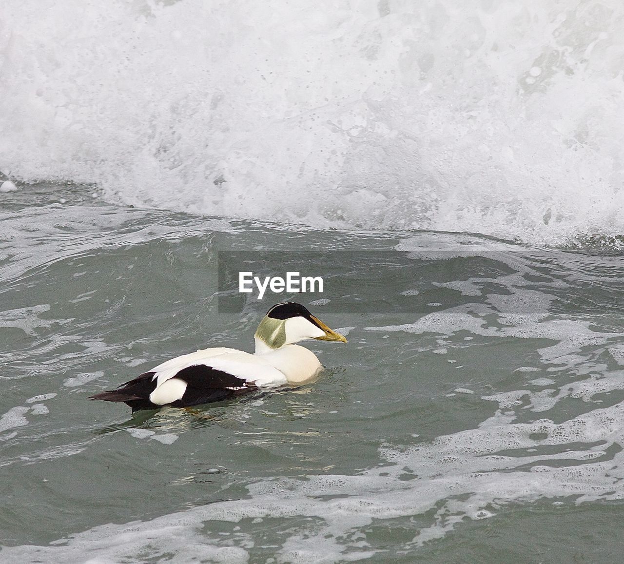 HIGH ANGLE VIEW OF BIRDS IN SEA