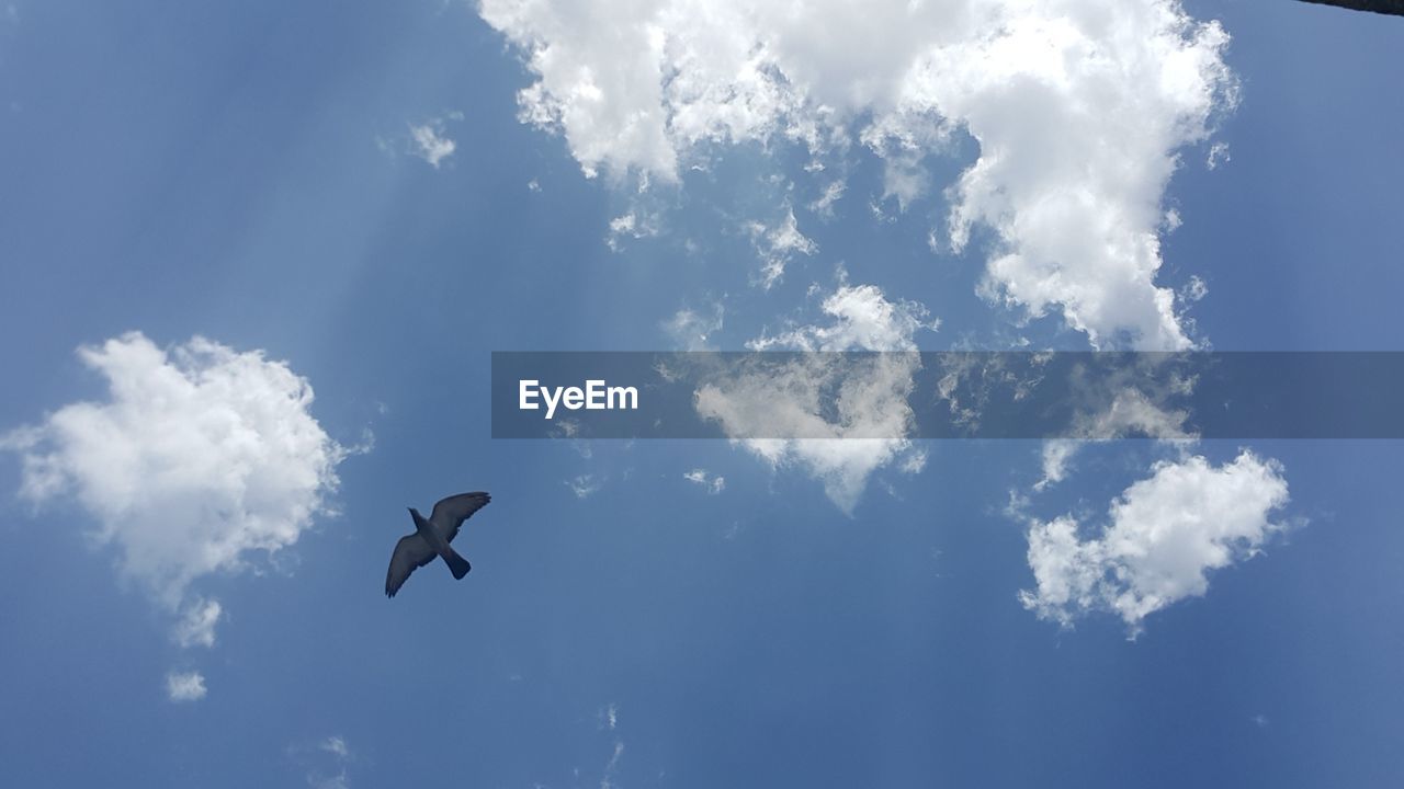 LOW ANGLE VIEW OF A BIRD FLYING