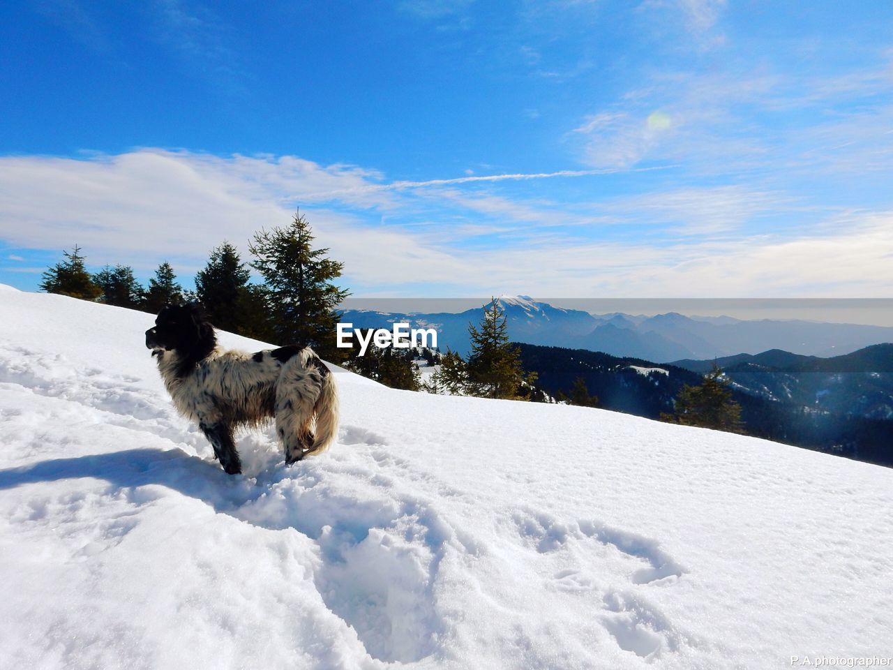 Side view of dog on snow against sky