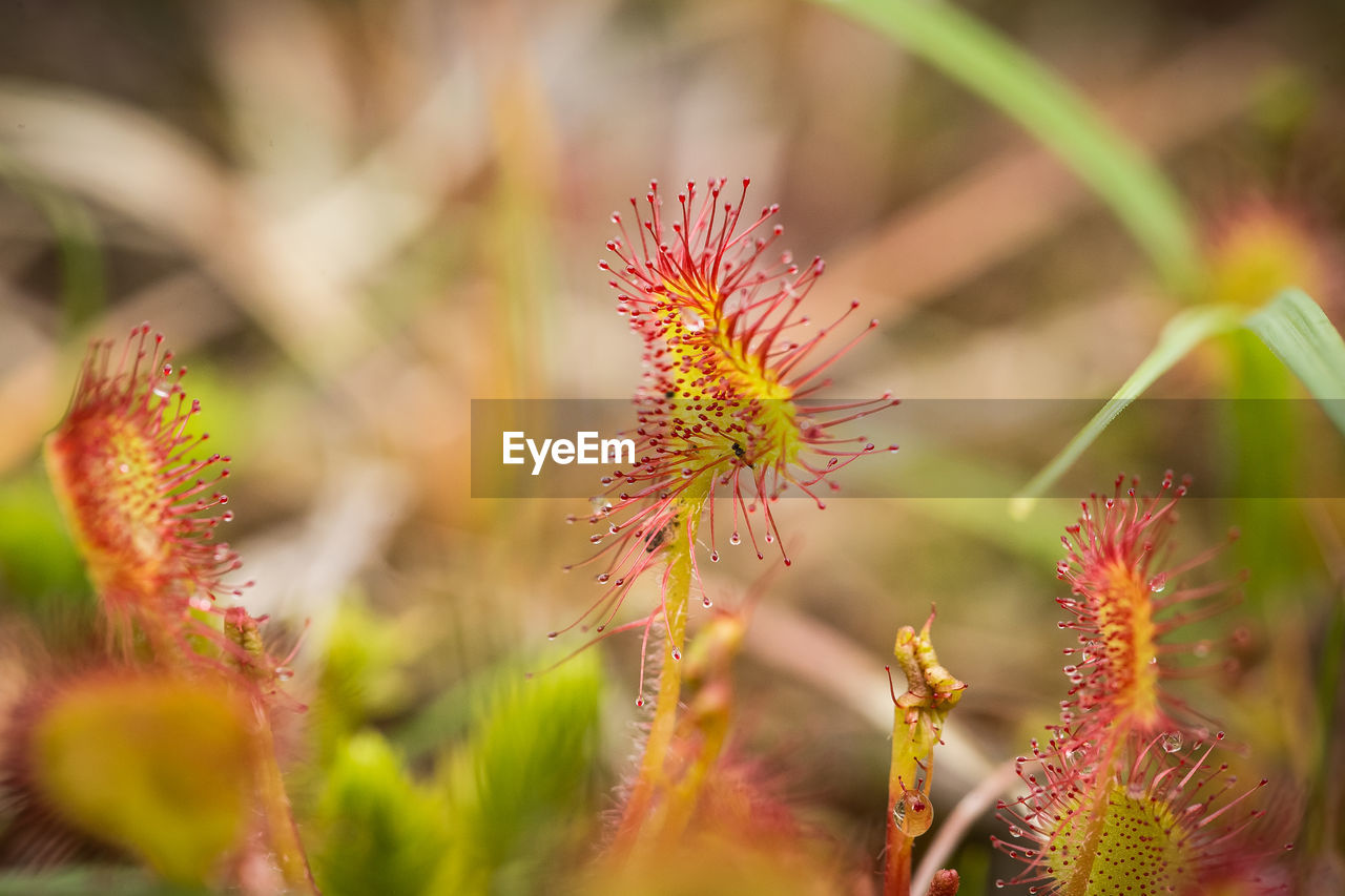 CLOSE-UP OF FLOWER