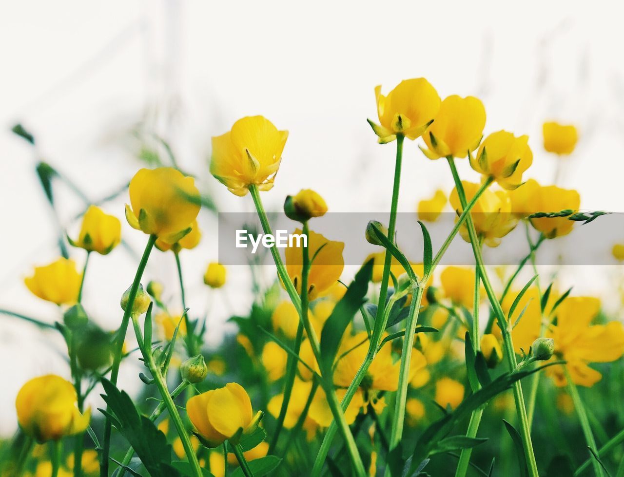 Yellow flowers against clear sky