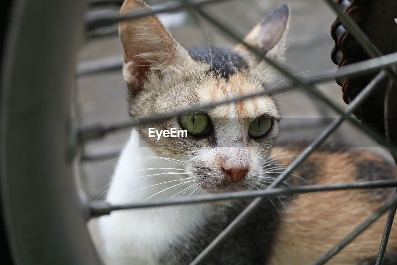 animal, animal themes, mammal, pet, cat, one animal, domestic animals, domestic cat, whiskers, feline, close-up, portrait, fence, small to medium-sized cats, animal body part, no people, looking at camera, felidae, metal, animal shelter, cage, looking, chainlink fence, animal head