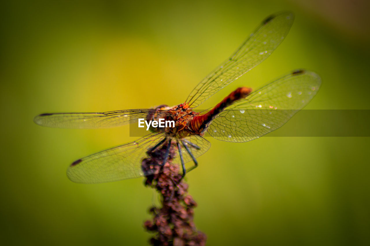 Close-up of dragonfly on dry plant