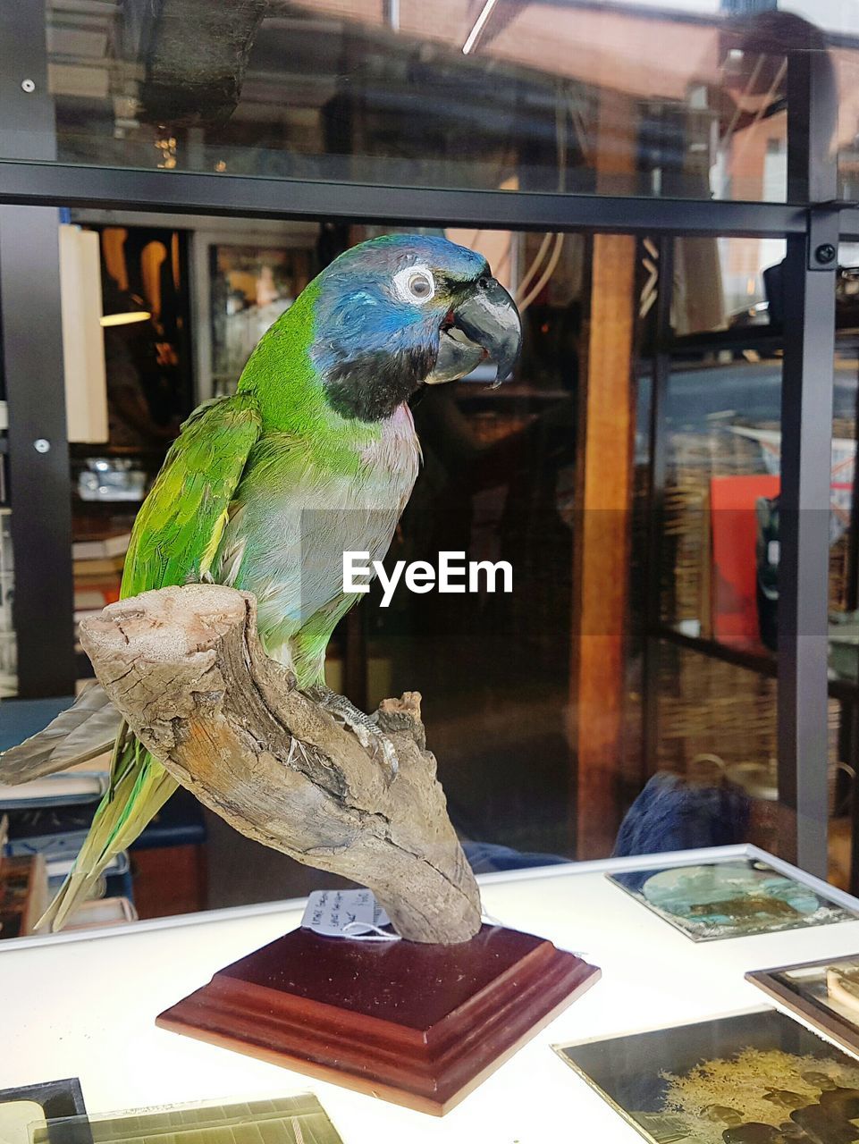 CLOSE-UP OF PIGEON IN CAGE