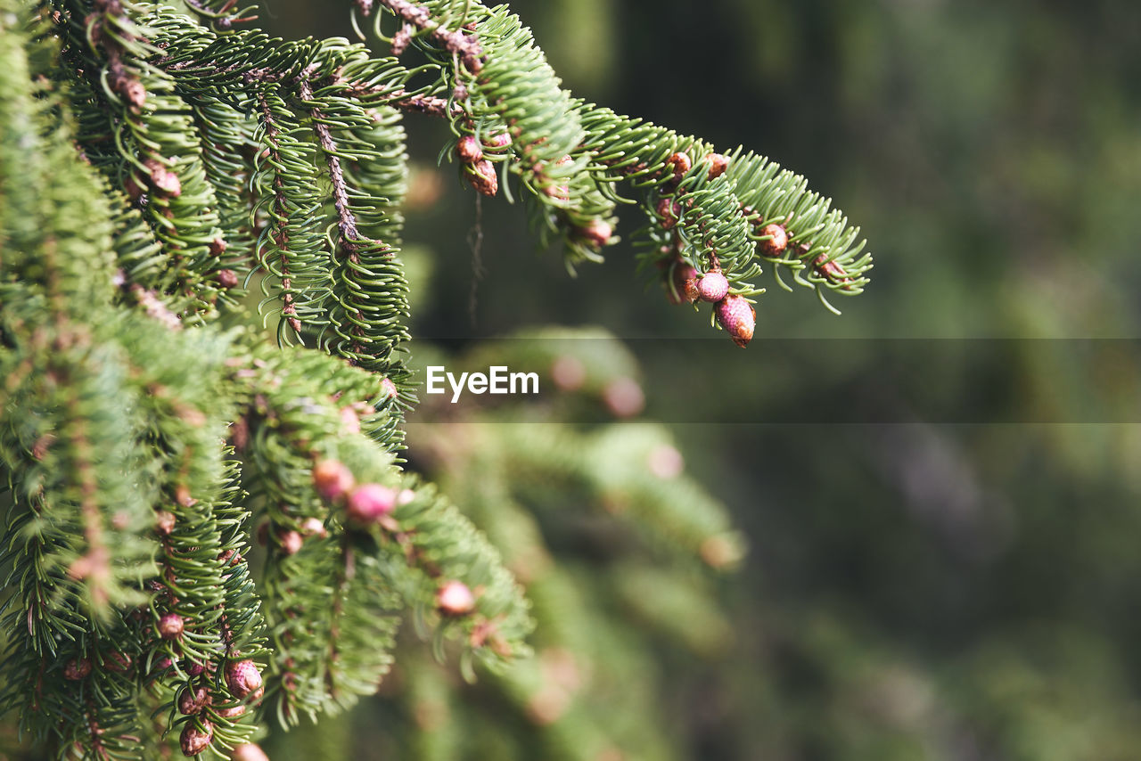 Close-up of pine tree branch