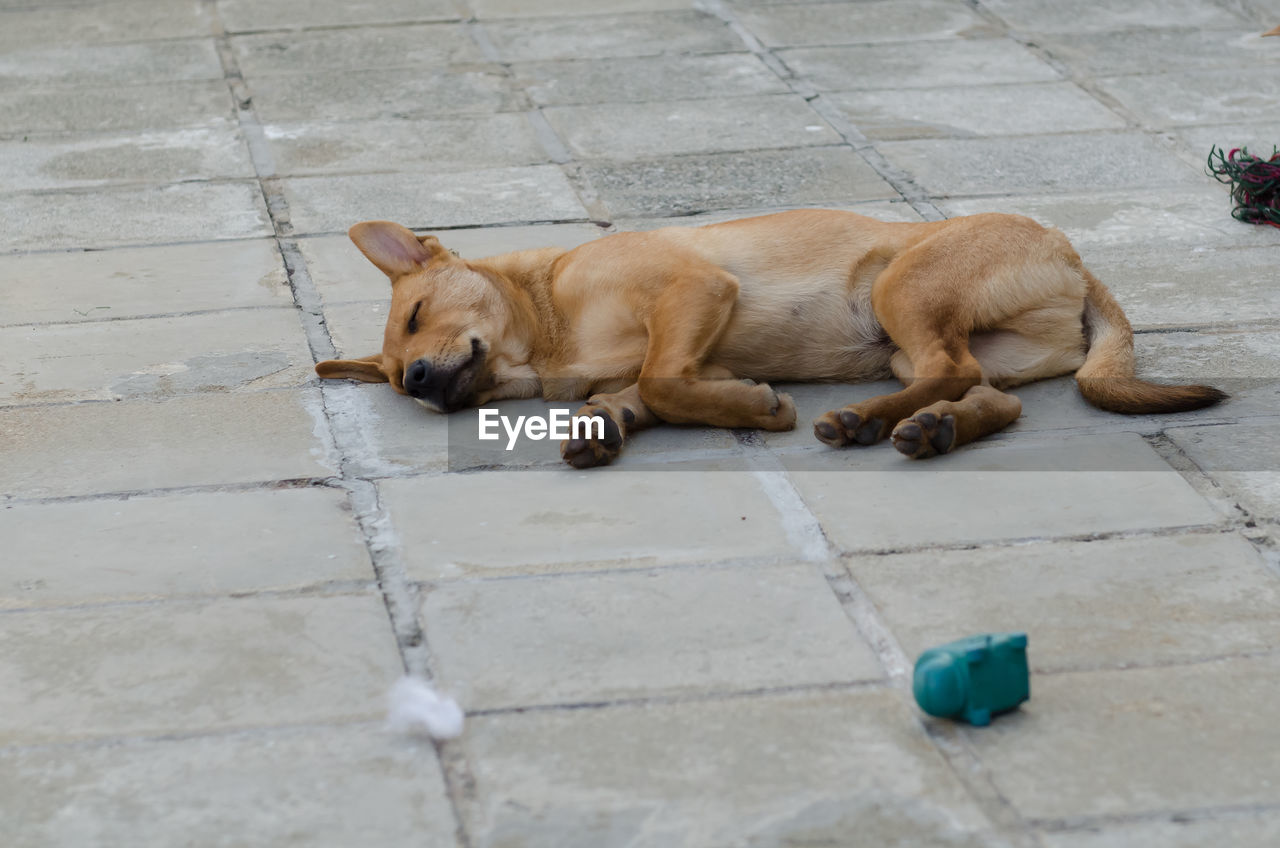 DOG SLEEPING BY STREET