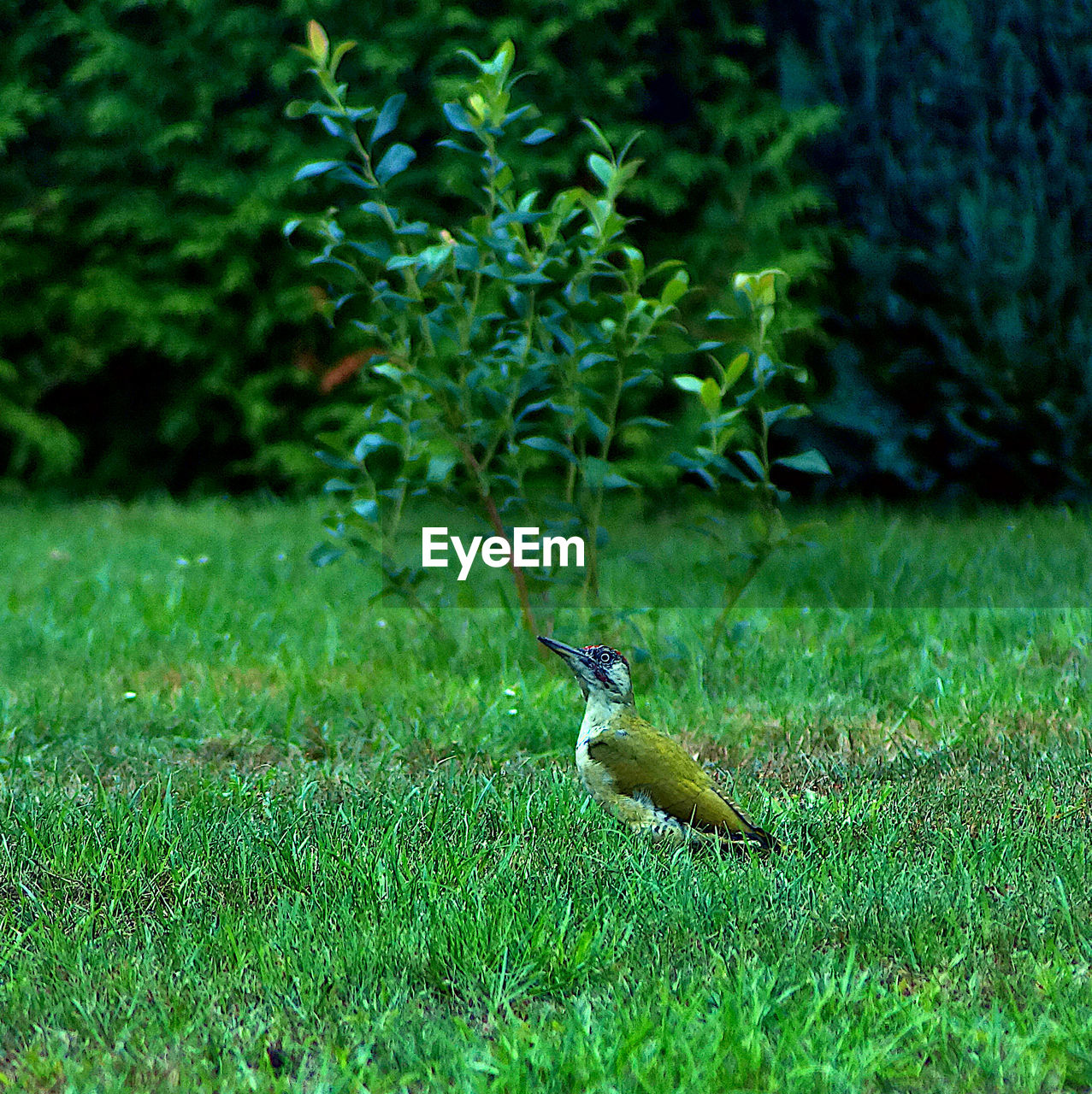 BIRD IN A FIELD