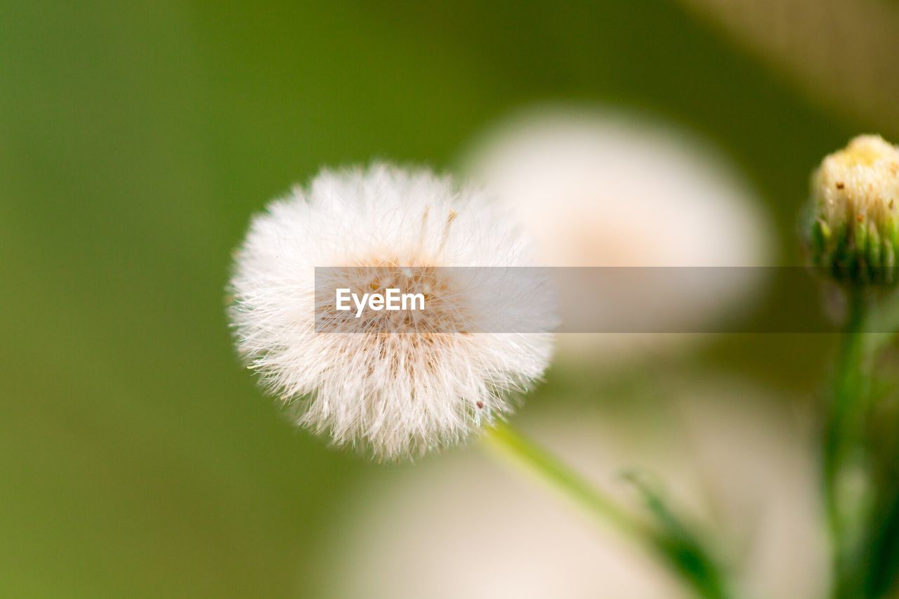 CLOSE-UP OF WHITE DANDELION