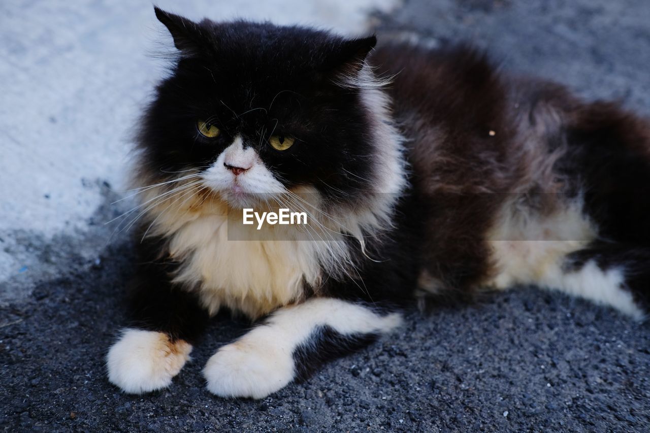 Close-up portrait of a cat