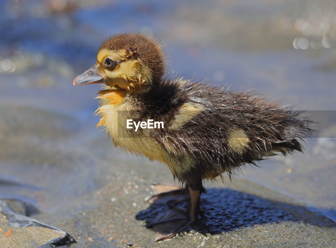 animal themes, animal, bird, wildlife, animal wildlife, beak, one animal, duck, water, nature, young bird, no people, young animal, ducks, geese and swans, water bird, close-up, side view, focus on foreground, day, outdoors, poultry, lake