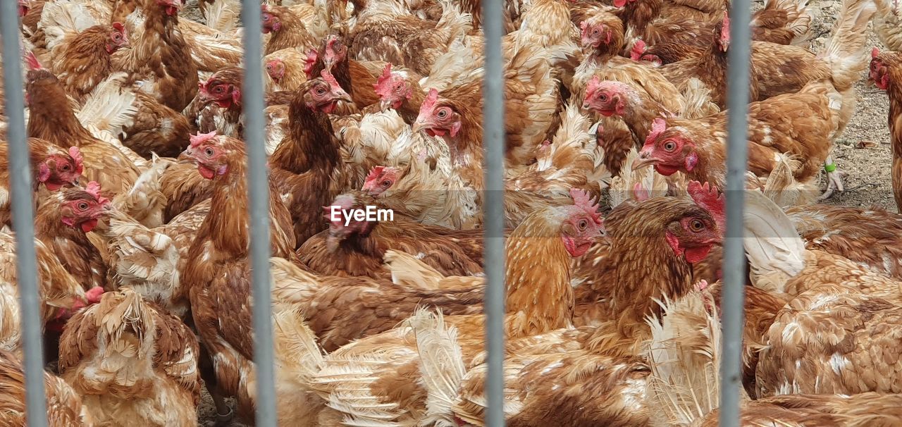 Full frame shot of birds for sale in market