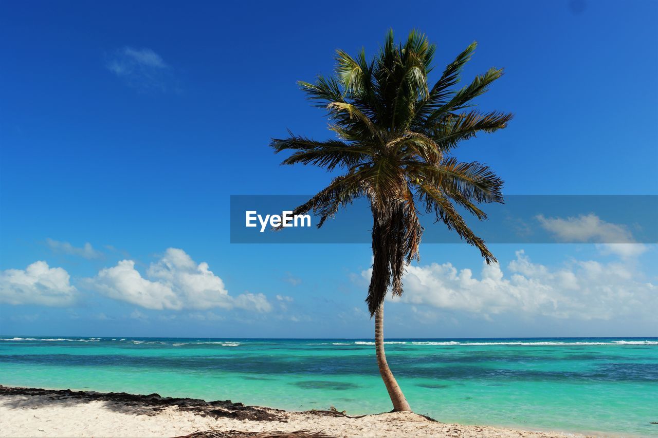 Palm tree by sea against blue sky