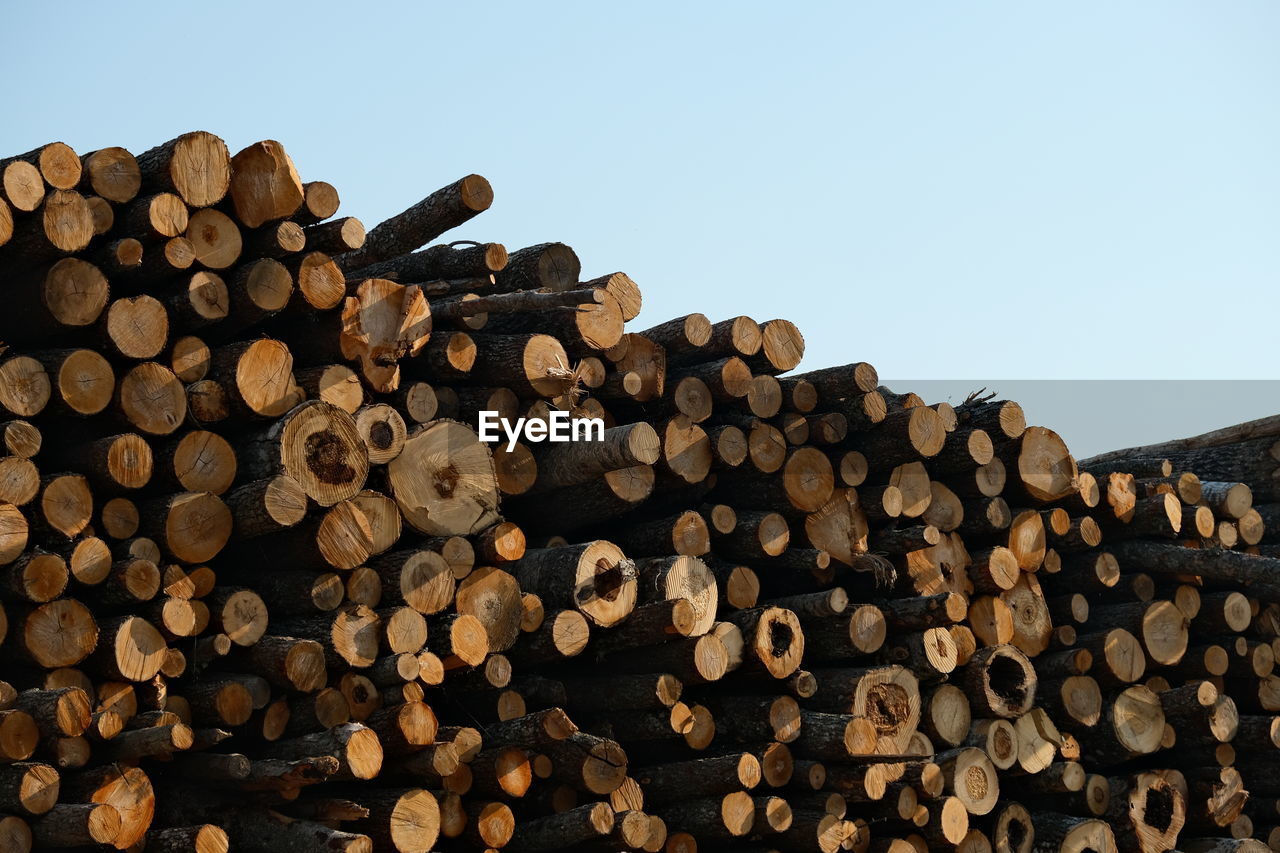 STACK OF LOGS AGAINST TREES IN FOREST
