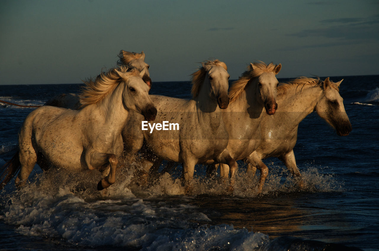 Horses in water