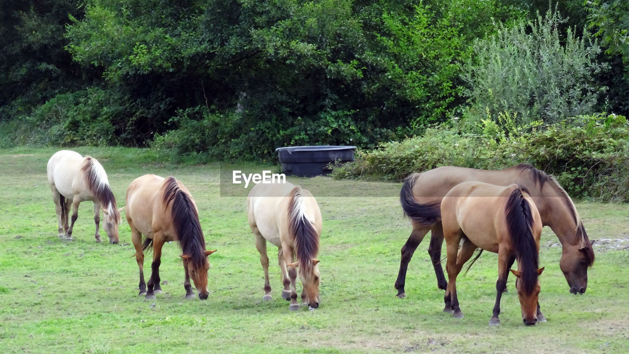 HORSES ON A FIELD