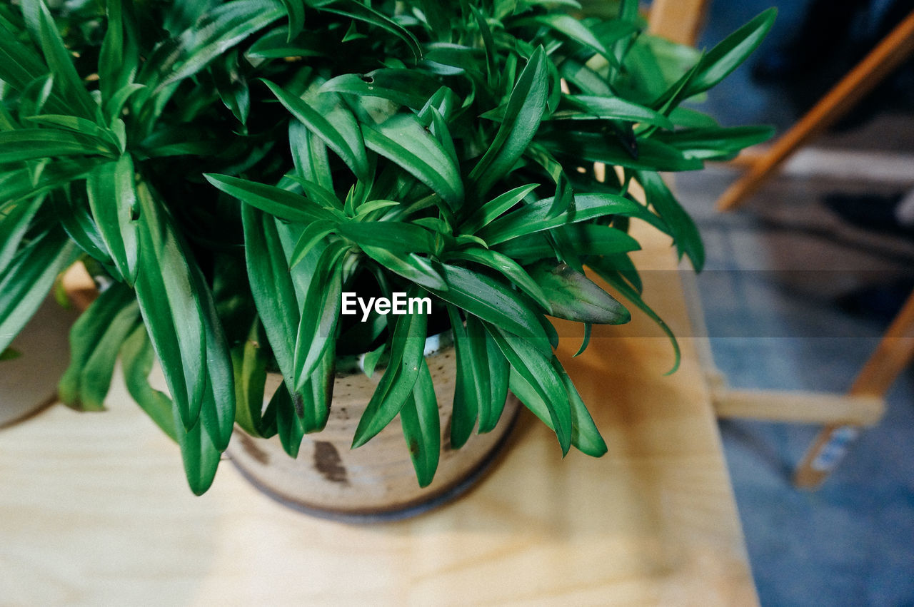 High angle close-up of potted plant on wooden table