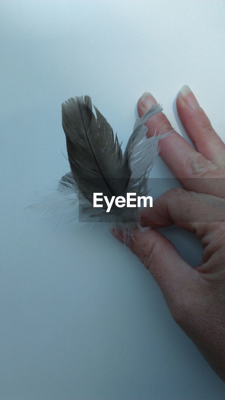 human hand, human body part, studio shot, one person, real people, feather, close-up, white background, fragility, indoors, animal themes, day, people