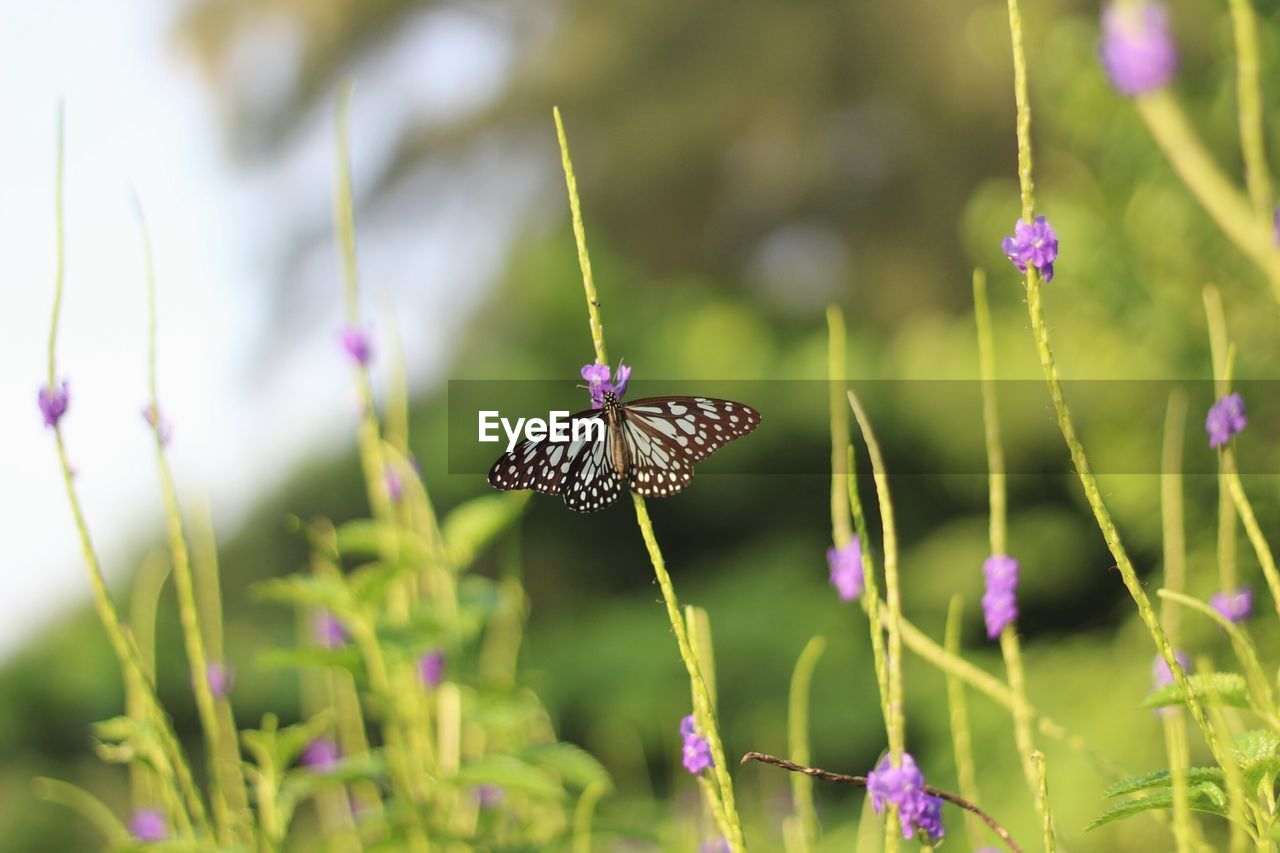 CLOSE-UP OF BUTTERFLY ON FLOWERS