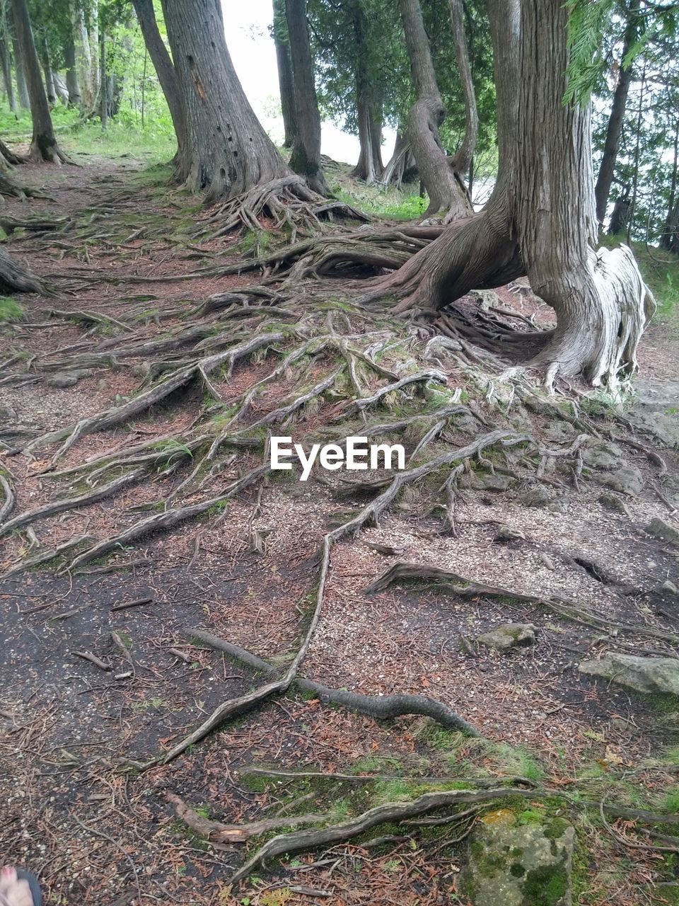 VIEW OF TREES IN FOREST