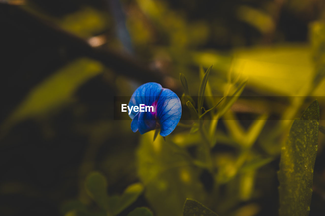 Close-up of blue flower
