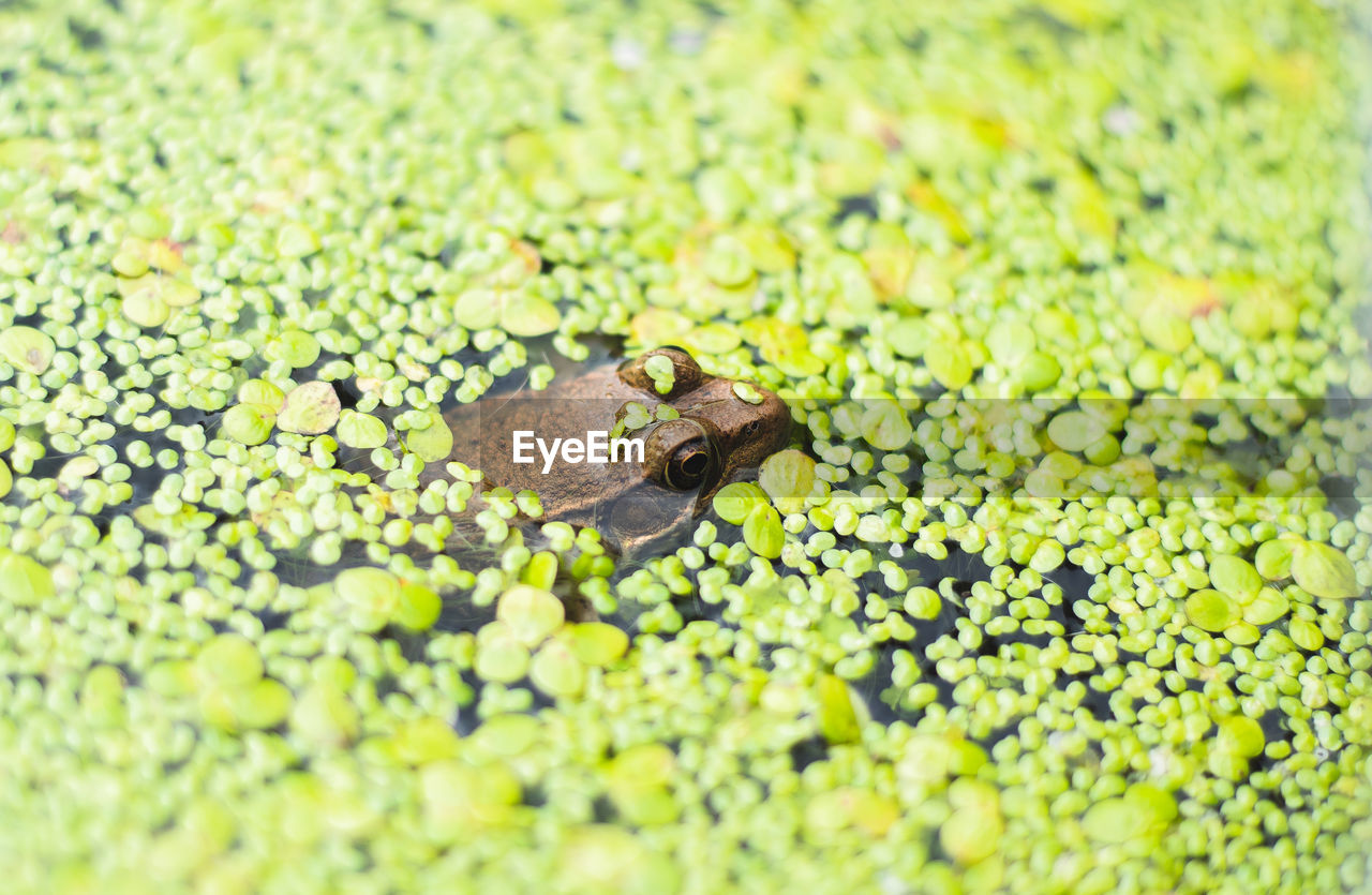 animal, green, animal themes, animal wildlife, one animal, nature, no people, yellow, wildlife, selective focus, leaf, plant, day, amphibian, close-up, frog, grass, outdoors, flower, macro photography, beauty in nature, insect, high angle view, plant part, water, sunlight