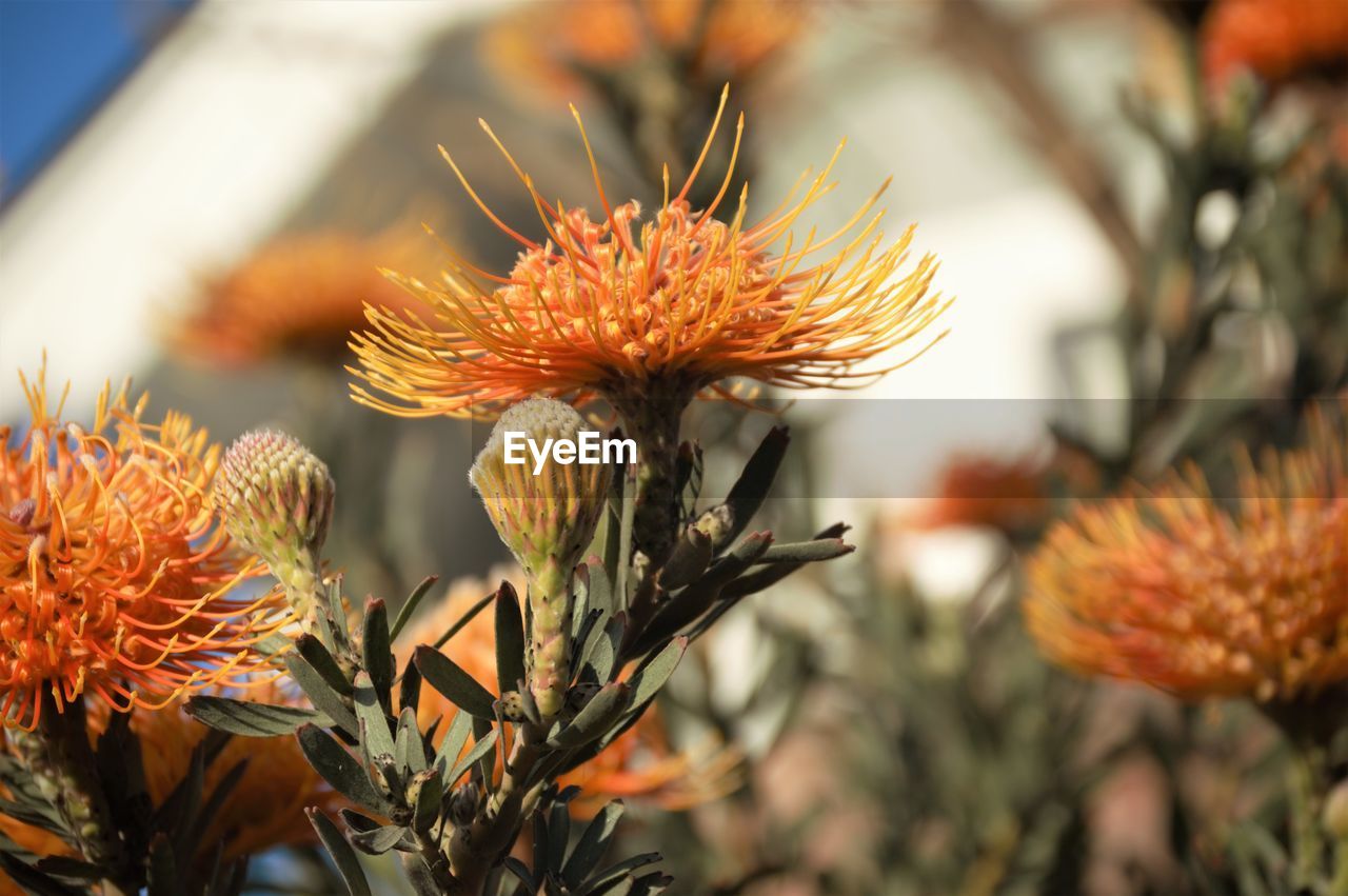 Beautiful orange flowers in socal